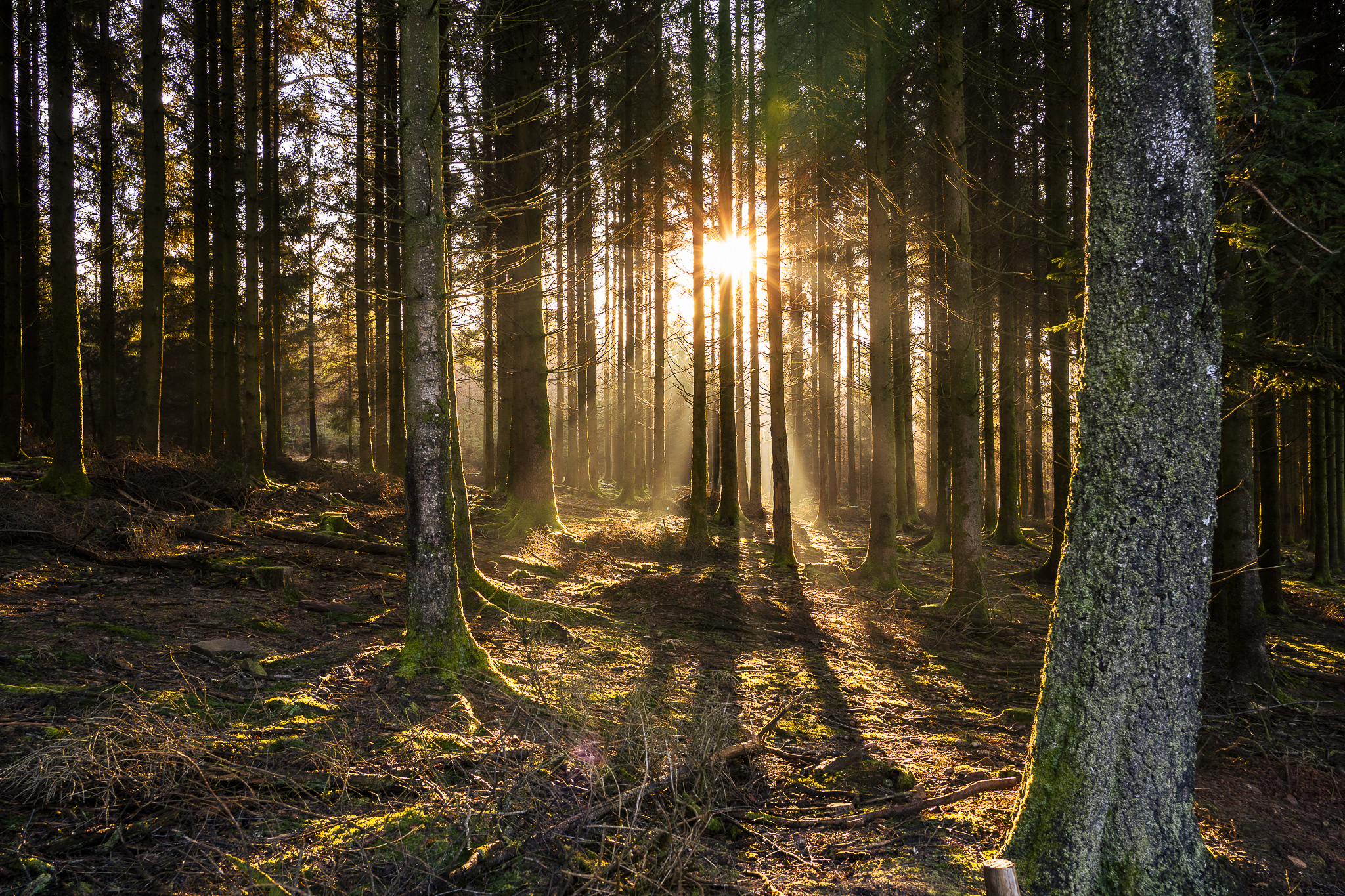 Réveil de la Forêt